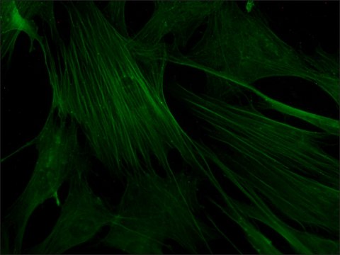 Monoclonal Anti-Actin–FITC antibody produced in mouse clone AC-40, purified immunoglobulin, buffered aqueous solution