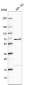 Anti-EDC3 antibody produced in rabbit Prestige Antibodies® Powered by Atlas Antibodies, affinity isolated antibody, buffered aqueous glycerol solution