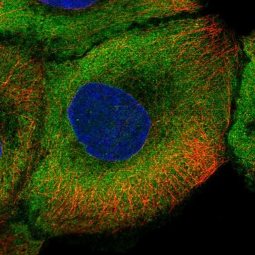 Anti-NOS1 antibody produced in rabbit Prestige Antibodies&#174; Powered by Atlas Antibodies, affinity isolated antibody