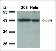 Anti-JUN (Ab-91) antibody produced in rabbit affinity isolated antibody