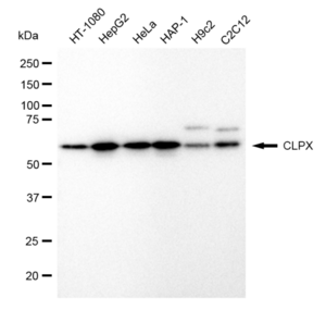 Anti CLPX Antibody, clone 23GB1745, Rabbit Monoclonal clone 23GB1745, recombinant rabbit monoclonal, expressed in HEK293 cells