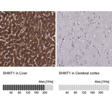 Anti-SHMT1 antibody produced in rabbit Prestige Antibodies&#174; Powered by Atlas Antibodies, affinity isolated antibody, buffered aqueous glycerol solution