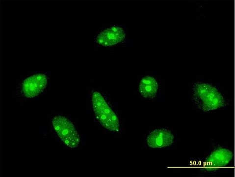 Monoclonal Anti-CDC14A antibody produced in mouse clone 2C12, purified immunoglobulin, buffered aqueous solution