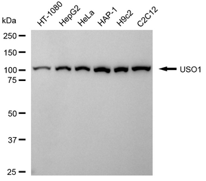 KD-Validated Anti USO1 Vesicle Transport Factor Antibody, clone 24GB1905, Rabbit Monoclonal clone 24GB1905, recombinant rabbit monoclonal, expressed in HEK293 cells
