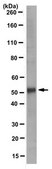 Anti-IRF4 Antibody, clone 3E4 clone 3E4, from rat