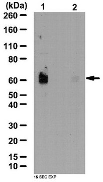 抗磷酸化-SPAK抗体（Ser373）/ 磷酸化-OSR1抗体（Ser325） from rabbit, purified by affinity chromatography