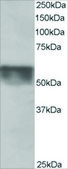 Anti-KPNA4/IPOA3 antibody produced in goat affinity isolated antibody, buffered aqueous solution