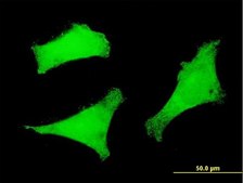 ANTI-FOXO3A antibody produced in mouse clone 4F2, purified immunoglobulin, buffered aqueous solution