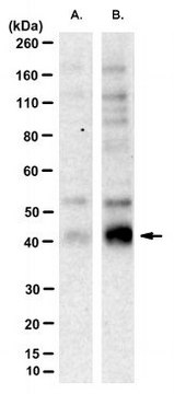 Anti-phospho-Connexin 43 (Ser368) Antibody, clone 2C6