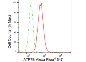 KD-Validated Anti ATP7B Antibody, clone 23GB3945, Rabbit Monoclonal clone 23GB3945, recombinant rabbit monoclonal, expressed in HEK293 cells