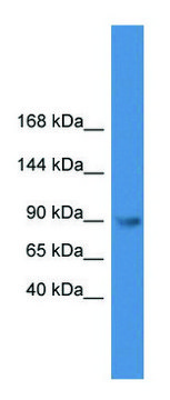 Anti-TLR4 (C-terminal) antibody produced in rabbit affinity isolated antibody