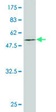 Monoclonal Anti-EGFL7 antibody produced in mouse clone 2H6, purified immunoglobulin, buffered aqueous solution