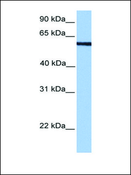 Anti-MLLT3 (AB1) antibody produced in rabbit affinity isolated antibody