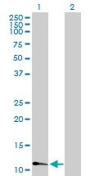 Anti-FABP3 antibody produced in mouse purified immunoglobulin, buffered aqueous solution