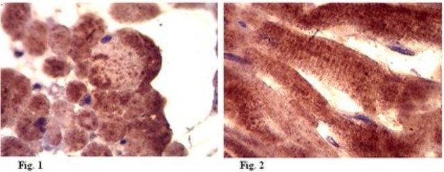 Anti-Myosin XIX (Myo19) Antibody from rabbit, purified by affinity chromatography