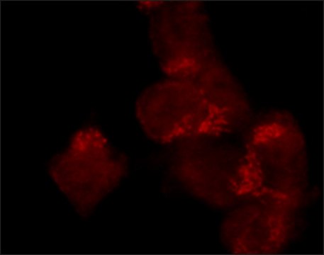 Monoclonal Anti-LOX antibody produced in mouse clone LOX-A11, culture supernatant