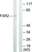 Anti-FXR2 antibody produced in rabbit affinity isolated antibody