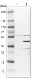 Anti-MAPK13 antibody produced in rabbit Prestige Antibodies® Powered by Atlas Antibodies, affinity isolated antibody, buffered aqueous glycerol solution