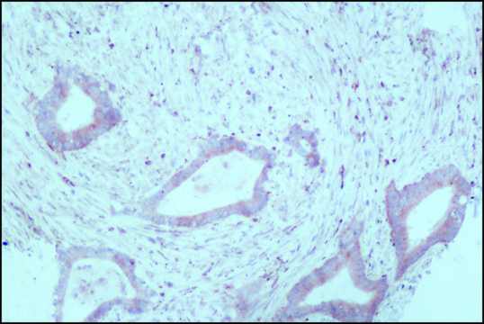 Monoclonal Anti-Tryptophan Hydroxylase antibody produced in mouse clone WH-3, ascites fluid