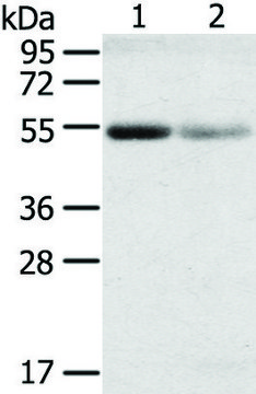 Anti-SLC17A1 affinity isolated antibody