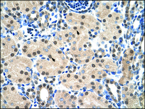 Anti-MyB antibody produced in rabbit affinity isolated antibody