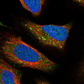 Anti-RPTOR antibody produced in rabbit Prestige Antibodies&#174; Powered by Atlas Antibodies, affinity isolated antibody