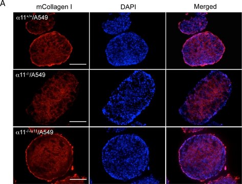 Anti-Mouse Collagen Type I Antibody Chemicon&#174;, from rabbit