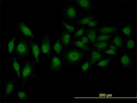 Monoclonal Anti-SFRS3 antibody produced in mouse clone 2D2, purified immunoglobulin, buffered aqueous solution