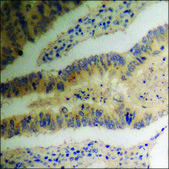 Anti-phospho-NFAT4 (pSer165) antibody produced in rabbit affinity isolated antibody