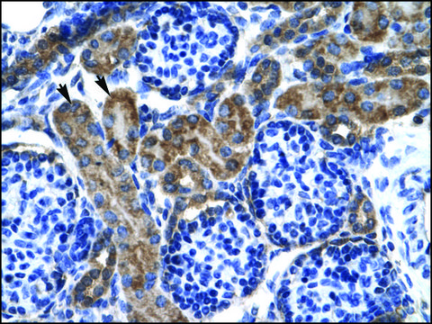 Anti-KCNQ2 antibody produced in rabbit IgG fraction of antiserum