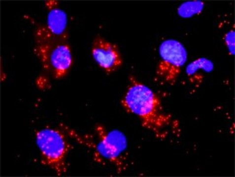 Monoclonal Anti-CDC25A antibody produced in mouse clone 3D5, purified immunoglobulin, buffered aqueous solution