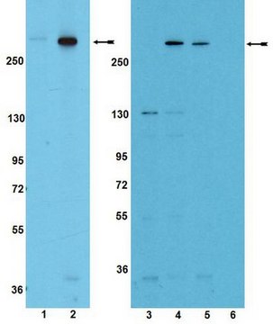 Anti-phospho-mTOR (Ser2481) Antibody Upstate&#174;, from rabbit