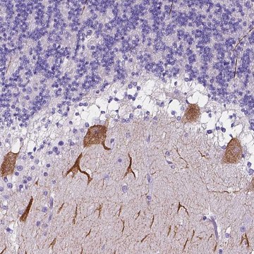 Anti-CLSTN2 antibody produced in rabbit Prestige Antibodies&#174; Powered by Atlas Antibodies, affinity isolated antibody, buffered aqueous glycerol solution