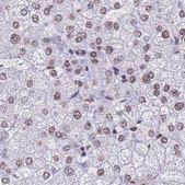 Anti-HNRNPUL1 antibody produced in rabbit Prestige Antibodies® Powered by Atlas Antibodies, affinity isolated antibody, buffered aqueous glycerol solution