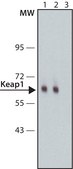 Anti-Keap1 antibody produced in rabbit IgG fraction of antiserum, buffered aqueous solution