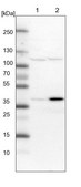 Anti-SNX16 antibody produced in rabbit Prestige Antibodies® Powered by Atlas Antibodies, affinity isolated antibody, buffered aqueous glycerol solution, ab1
