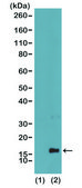 Anti-Monomethyl-Histone H3 (Lys4) antibody, Rabbit monoclonal recombinant, expressed in HEK 293 cells, clone RM140, purified immunoglobulin