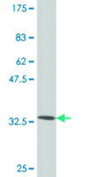 Monoclonal Anti-TWIST1 antibody produced in mouse clone 2G12, purified immunoglobulin, buffered aqueous solution