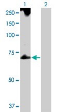 Anti-TROVE2 antibody produced in rabbit purified immunoglobulin, buffered aqueous solution