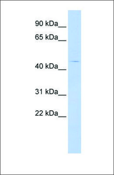 Anti-HTR4 antibody produced in rabbit affinity isolated antibody