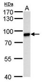 Anti-Vasa antibody produced in rabbit affinity isolated antibody