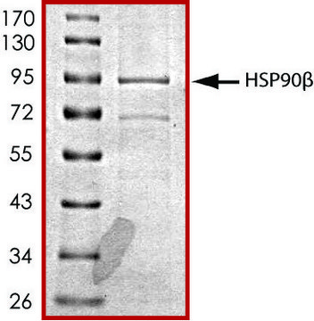 HSP90&#946;,His 标记 人 recombinant, expressed in baculovirus infected Sf9 cells, &#8805;70% (SDS-PAGE), buffered aqueous glycerol solution