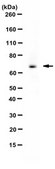 Anti-Prohormone Convertase PC2 Antibody from rabbit, purified by affinity chromatography