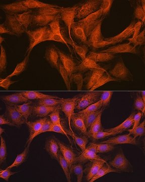 Anti-CLOCK antibody produced in rabbit