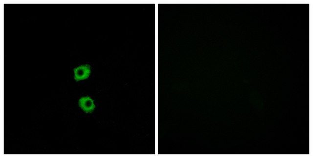 Anti-FZD7 antibody produced in rabbit affinity isolated antibody