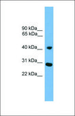 Anti-CRLS1 antibody produced in rabbit affinity isolated antibody