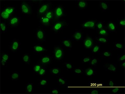 Monoclonal Anti-HSGT1 antibody produced in mouse clone 1A11, purified immunoglobulin, buffered aqueous solution