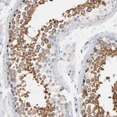 Anti-IFT43 antibody produced in rabbit Prestige Antibodies® Powered by Atlas Antibodies, affinity isolated antibody, buffered aqueous glycerol solution
