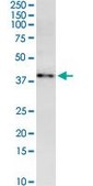 Monoclonal Anti-MARCH9, (C-terminal) antibody produced in mouse clone 2B5, purified immunoglobulin, buffered aqueous solution