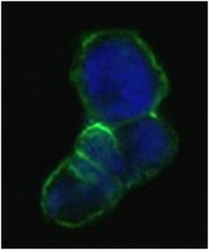 Anti-LCN1 Antibody, clone 10B10 ascites fluid, clone 10B10, from mouse